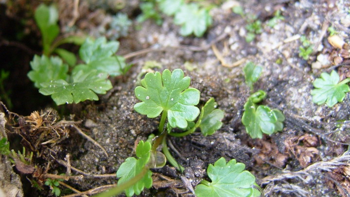 Ranunculus alpestris / Ranuncolo alpestre